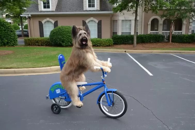 Scooting After Surgery