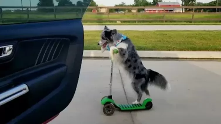 dog is scooting