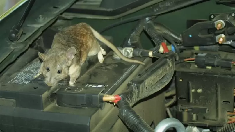 Mice Out Of Car